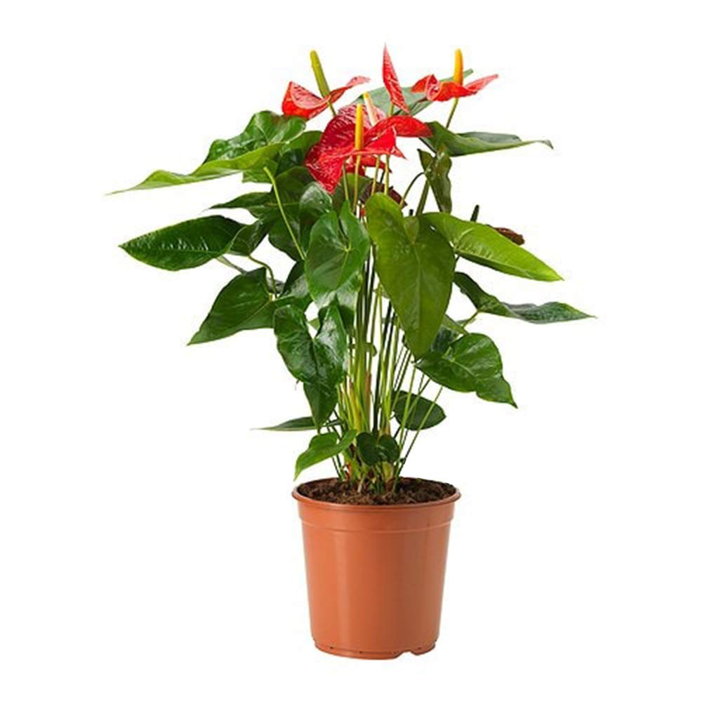 Best Indoor Plants for Oxygen and Air-Purifying