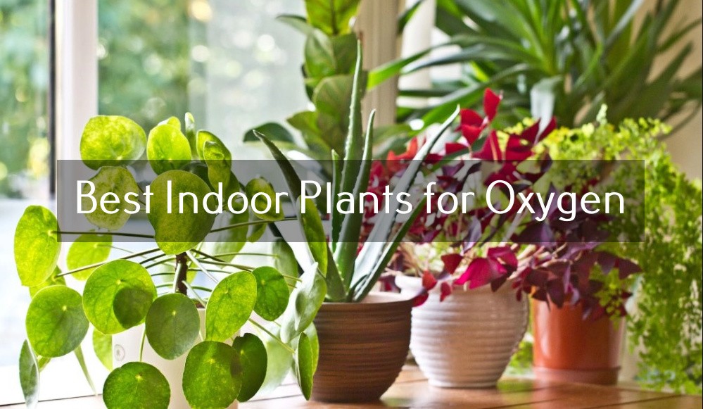Best Indoor Plants for Oxygen and Air-Purifying - Life Pyar