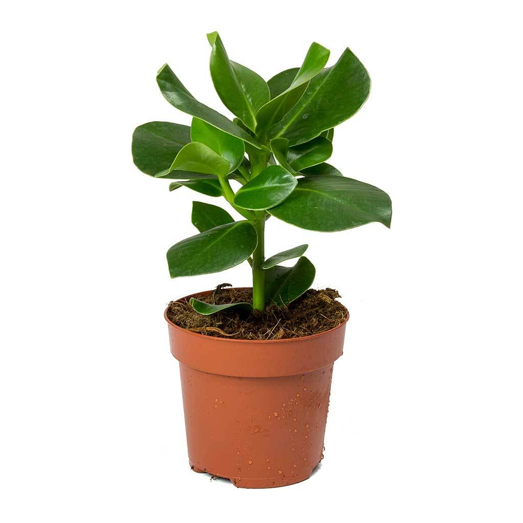 Best Indoor Plants for Oxygen and Air-Purifying